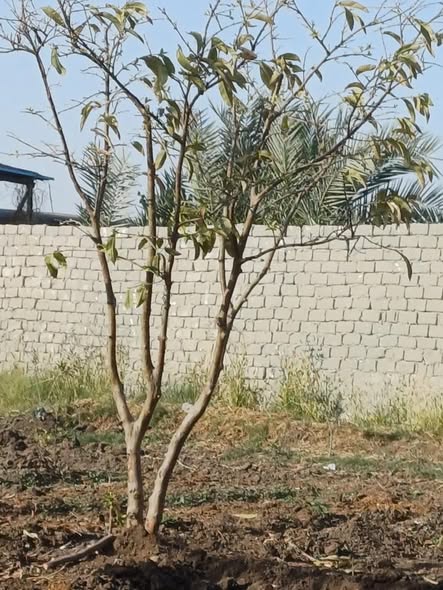 شجرة جوافة ايه السبب و هل ماتت كدا